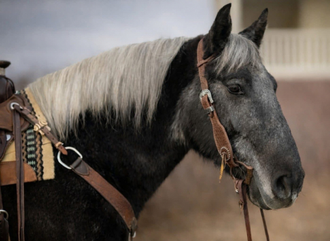 HorseID: 2308003 Jewel - PhotoID: 1092058