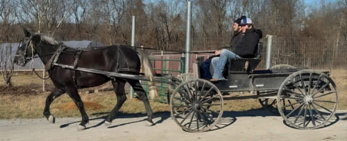 HorseID: 2308003 Jewel - PhotoID: 1092059