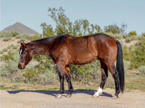 HorseID: 2308004 Milo • JHEART TEXAS QUIK - PhotoID: 1092061