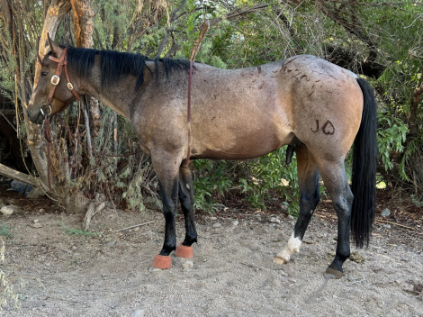 HorseID: 2308004 Milo • JHEART TEXAS QUIK - PhotoID: 1092100