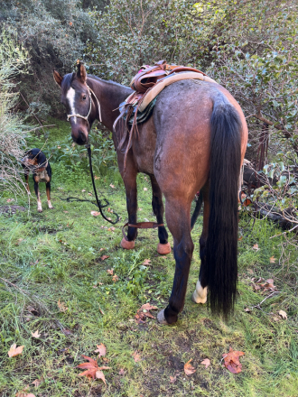 HorseID: 2308004 Milo • JHEART TEXAS QUIK - PhotoID: 1092101