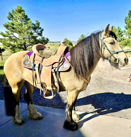 HorseID: 2308010 The Irish Cream Latte Filly - PhotoID: 1092111