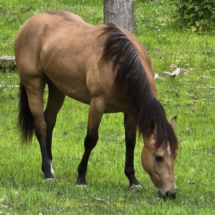 HorseID: 2308013 KT Frankly Mage - PhotoID: 1092062