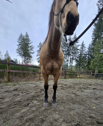 HorseID: 2308013 KT Frankly Mage - PhotoID: 1092063