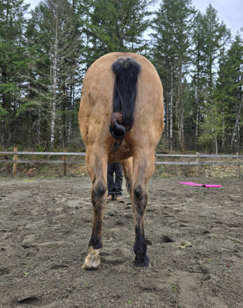 HorseID: 2308013 KT Frankly Mage - PhotoID: 1092064