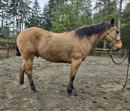 HorseID: 2308013 KT Frankly Mage - PhotoID: 1092065