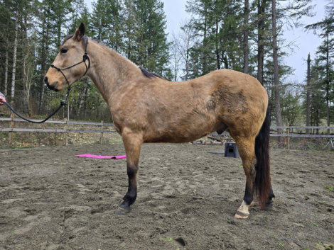 HorseID: 2308013 KT Frankly Mage - PhotoID: 1092066