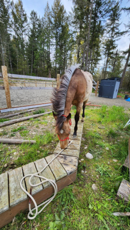 HorseID: 2308013 KT Frankly Mage - PhotoID: 1092067