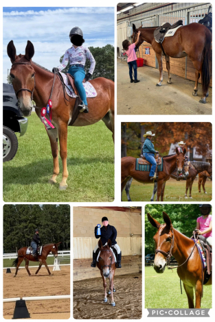 HorseID: 2308016 Al B Fancy aka Fred - PhotoID: 1092068