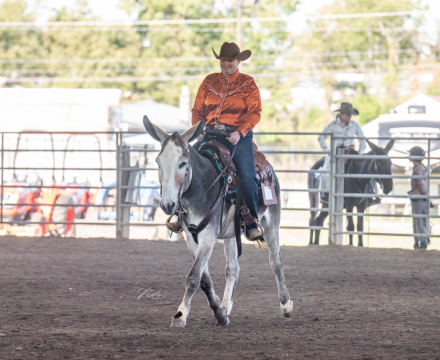 HorseID: 2308016 Circle Z High Cotton - PhotoID: 1092068