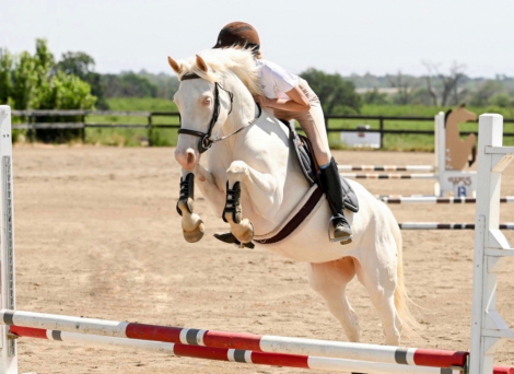 HorseID: 2308019 Gracie (Luci) - PhotoID: 1092069