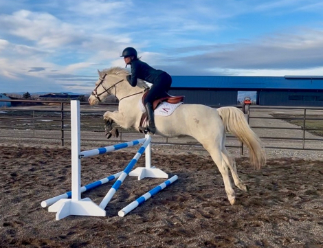 HorseID: 2308019 Gracie (Luci) - PhotoID: 1092070