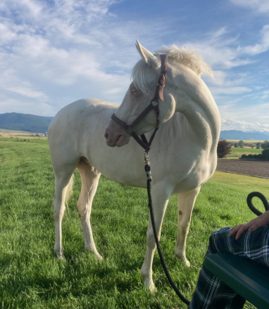 HorseID: 2308019 Gracie (Luci) - PhotoID: 1092072