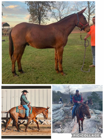 HorseID: 2308020 Merle - PhotoID: 1092073