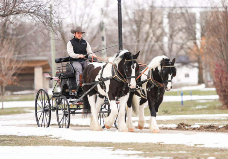 HorseID: 2308023 Bentley - PhotoID: 1092082