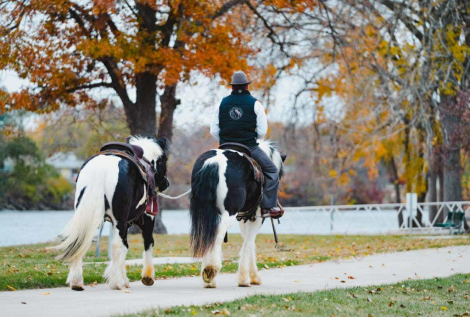 HorseID: 2308023 Bentley - PhotoID: 1092083