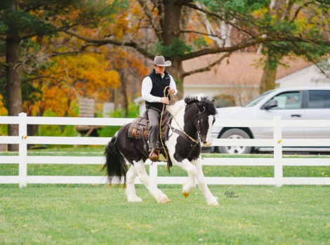 HorseID: 2308023 Bentley - PhotoID: 1092085