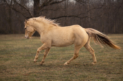 HorseID: 2308027 Rip and Burn - PhotoID: 1092087