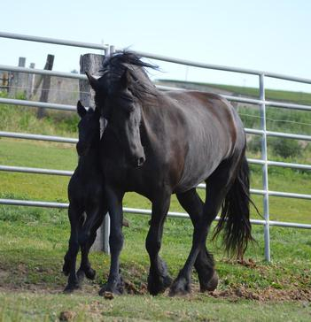 HorseID: 2308028 Full Friesian 2026 foals - PhotoID: 1092311