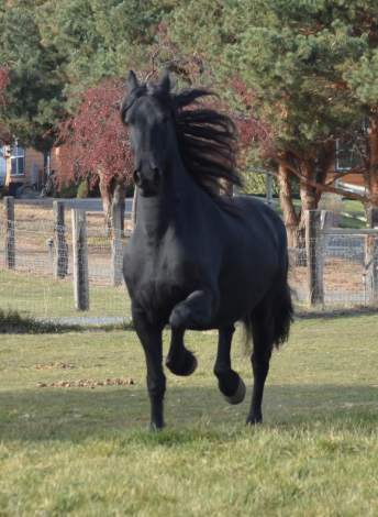 HorseID: 2308028 Full Friesian 2026 foals - PhotoID: 1092312