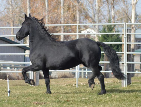 HorseID: 2308028 Full Friesian 2026 foals - PhotoID: 1092314