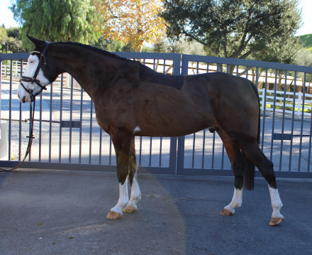 HorseID: 2308029 Logan - PhotoID: 1092088