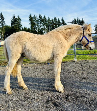 HorseID: 2308032 Frontier Fjords Njords Blezan - PhotoID: 1092671