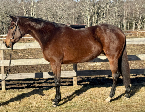 HorseID: 2308033 Hoppertunity's Gal - PhotoID: 1092090