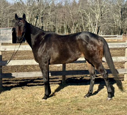 HorseID: 2308034 Ameliorate - PhotoID: 1092091