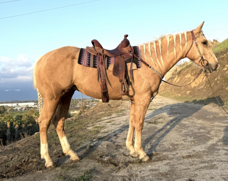 HorseID: 2308038 Bullys Smart Chic - PhotoID: 1092092