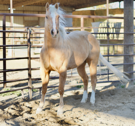 HorseID: 2308038 Bullys Smart Chic - PhotoID: 1092092
