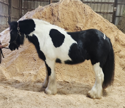 HorseID: 2308041 Double Down Dubs - PhotoID: 1092096