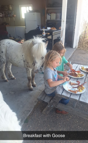 HorseID: 2308042 Goose - PhotoID: 1092430