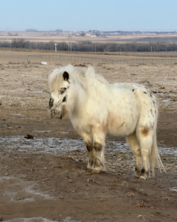 HorseID: 2308042 Goose - PhotoID: 1092431