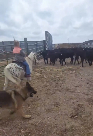 HorseID: 2308042 Goose - PhotoID: 1092432