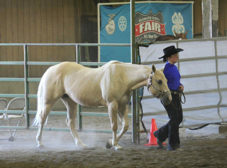 HorseID: 2308045 Sweet Playgun - PhotoID: 1092103