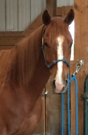 HorseID: 2308047 Buddy - PhotoID: 1092107