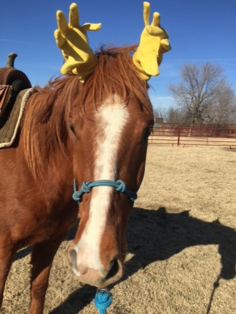 HorseID: 2308047 Buddy - PhotoID: 1092109