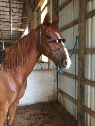 HorseID: 2308047 Buddy - PhotoID: 1092110