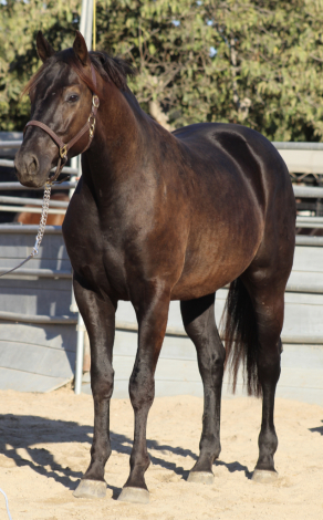 HorseID: 2308054 Batman - PhotoID: 1092115