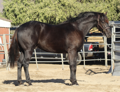 HorseID: 2308054 Batman - PhotoID: 1092116