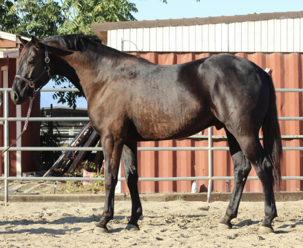 HorseID: 2308054 Batman - PhotoID: 1092117