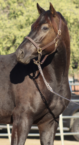 HorseID: 2308054 Batman - PhotoID: 1092118