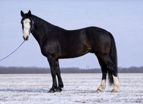 HorseID: 2308056 Yukon - PhotoID: 1092119