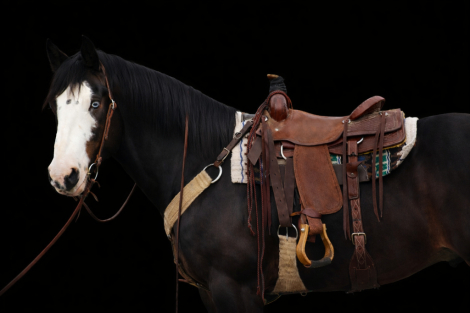 HorseID: 2308056 Yukon - PhotoID: 1092121