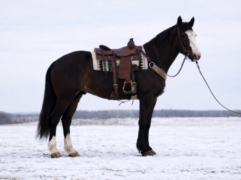 HorseID: 2308056 Yukon - PhotoID: 1092122