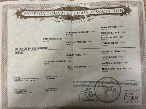 HorseID: 2308059 Shot the Suprise - PhotoID: 1092142