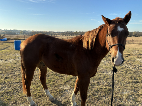 HorseID: 2308059 Shot the Suprise - PhotoID: 1092177