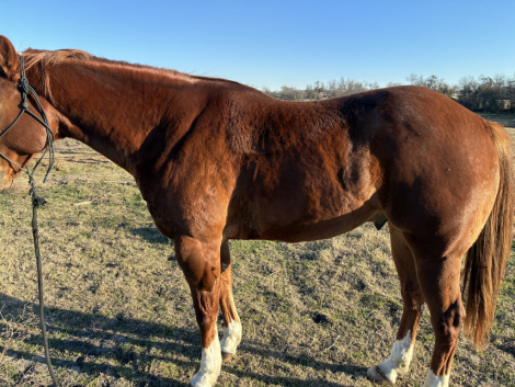 HorseID: 2308059 Shot the Suprise - PhotoID: 1092178