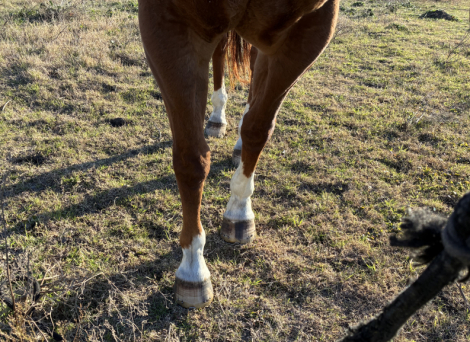 HorseID: 2308059 Shot the Suprise - PhotoID: 1092179